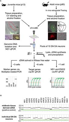 NCS-1 Deficiency Affects mRNA Levels of Genes Involved in Regulation of ATP Synthesis and Mitochondrial Stress in Highly Vulnerable Substantia nigra Dopaminergic Neurons